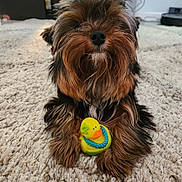 Teddy is registered to the contest to win money with this photo: dog, toy, rubber_duck, carpet, indoor, pet, fur, cute, brown, black, small_dog, mammal, animal, laying_down, front_paws, fluffy, household, domestic_animal, companion, relaxed