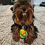 dog, toy, rubber_duck, carpet, indoor, pet, fur, cute, brown, black, small_dog, mammal, animal, laying_down, front_paws, fluffy, household, domestic_animal, companion, relaxed