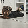 Teddy is registered to the contest to win money with this photo: dog, small_dog, lying_down, indoor, floor, tile_floor, cabinet, books, shelf, curious, pet, animal, brown_fur, black_fur, cute, companion, domestic, household, fur, looking