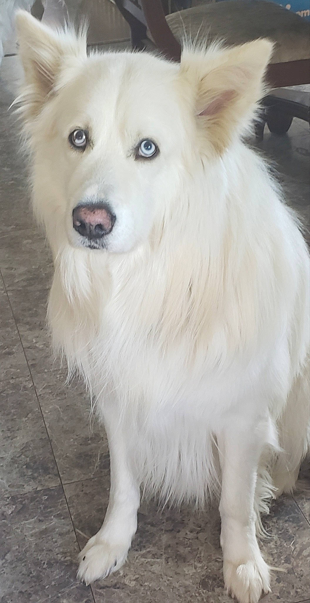 Chance joined the competition — help win amazing prizes! ancient_dog_breeds, canidae, canis, carnivore, companion_dog, dog, dog_breed, fawn, fur, german_spitz, german_spitz_mittel, samoyed, snout, spitz, sporting_group, terrestrial_animal, volpino_italiano, whiskers, working_animal, working_dog