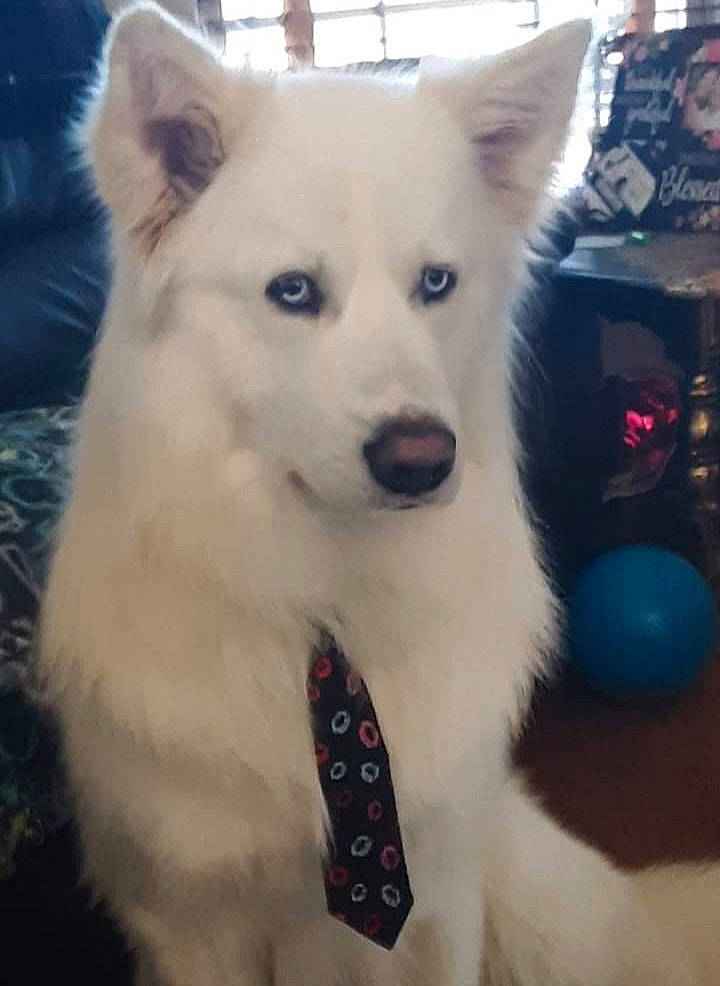 Chance is registered to the contest to win money with this photo: ancient_dog_breeds, canidae, canis, carnivore, companion_dog, dog, dog_breed, dog_supply, fawn, fur, jaw, non_sporting_group, samoyed, snout, spitz, sporting_group, terrestrial_animal, whiskers, working_animal, working_dog