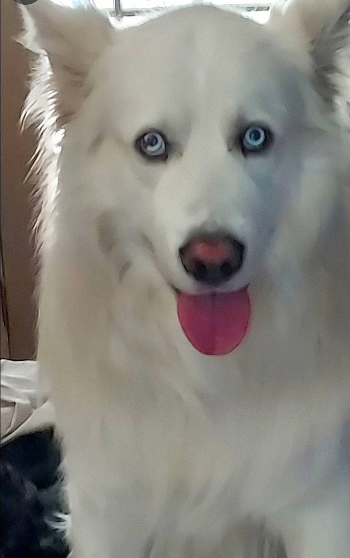 Chance joined the competition — help win amazing prizes! ancient_dog_breeds, canidae, canis, carnivore, companion_dog, dog, dog_breed, fang, fur, jaw, non_sporting_group, samoyed, siberian_husky, sporting_group, terrestrial_animal, volpino_italiano, whiskers, wolf, working_animal, working_dog