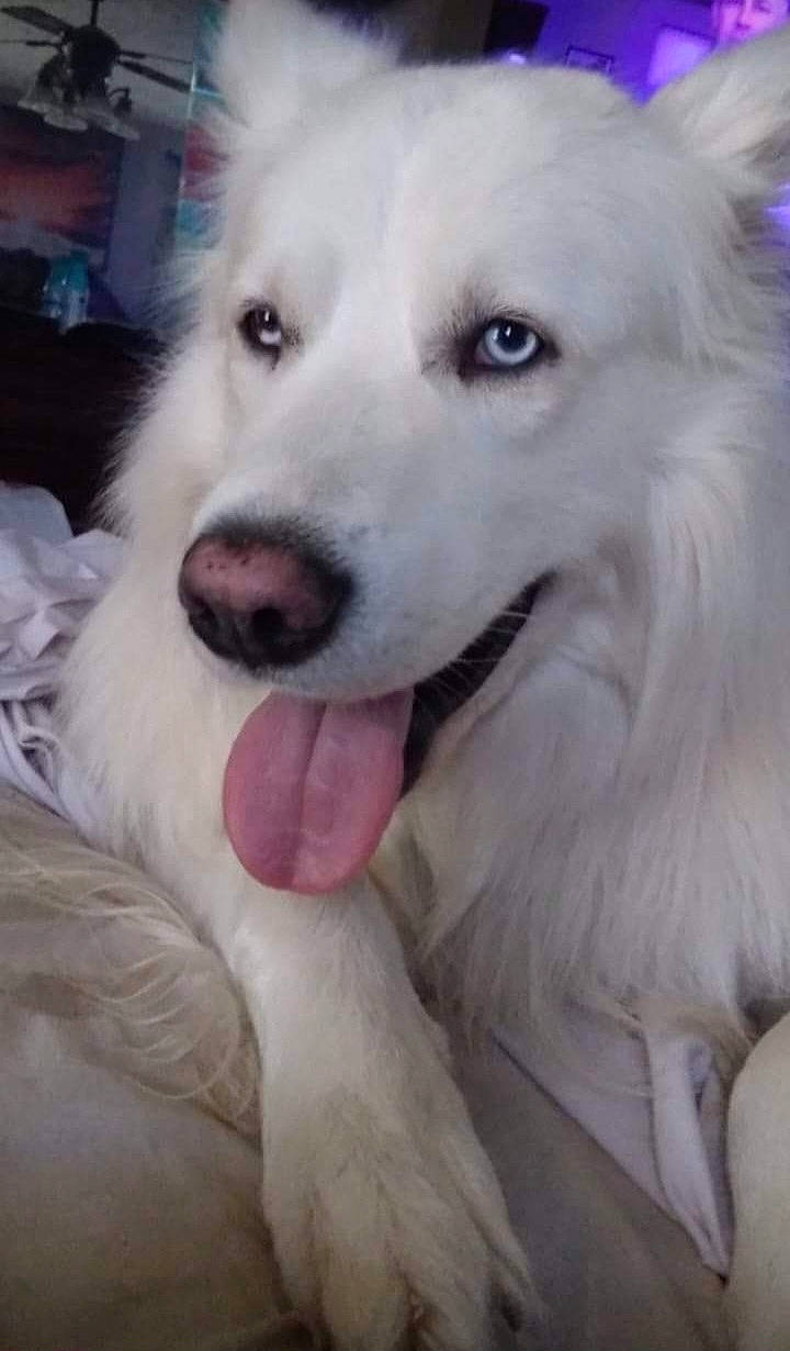 Chance joined the competition — help win amazing prizes! canidae, carnivore, companion_dog, dog, dog_breed, fang, fur, jaw, kuvasz, samoyed, snout, sporting_group, terrestrial_animal, volpino_italiano, whiskers, working_animal, working_dog