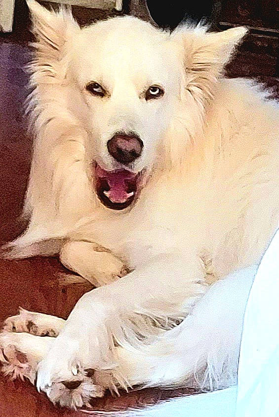 Chance is registered to the contest to win money with this photo: american_eskimo_dog, canidae, carnivore, companion_dog, dog, dog_breed, fang, fur, giant_dog_breed, happy, japanese_spitz, jaw, paw, samoyed, shout, snout, spitz, sporting_group, volpino_italiano, whiskers
