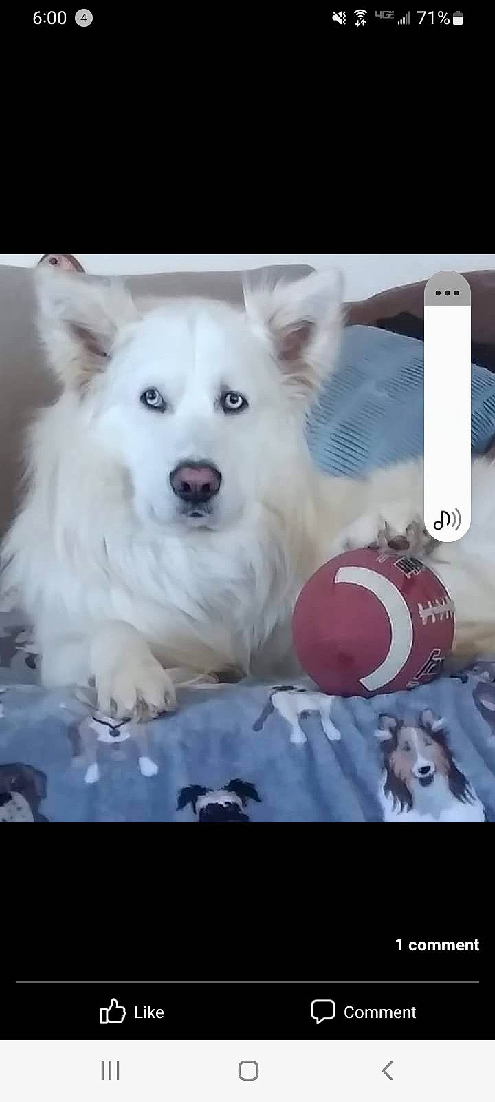 Chance joined the competition — help win amazing prizes! american_eskimo_dog, ancient_dog_breeds, carnivore, companion_dog, dog, dog_breed, dog_supply, fur, german_spitz, german_spitz_mittel, giant_dog_breed, indian_spitz, japanese_spitz, non_sporting_group, photo_caption, samoyed, spitz, volpino_italiano, working_animal, working_dog