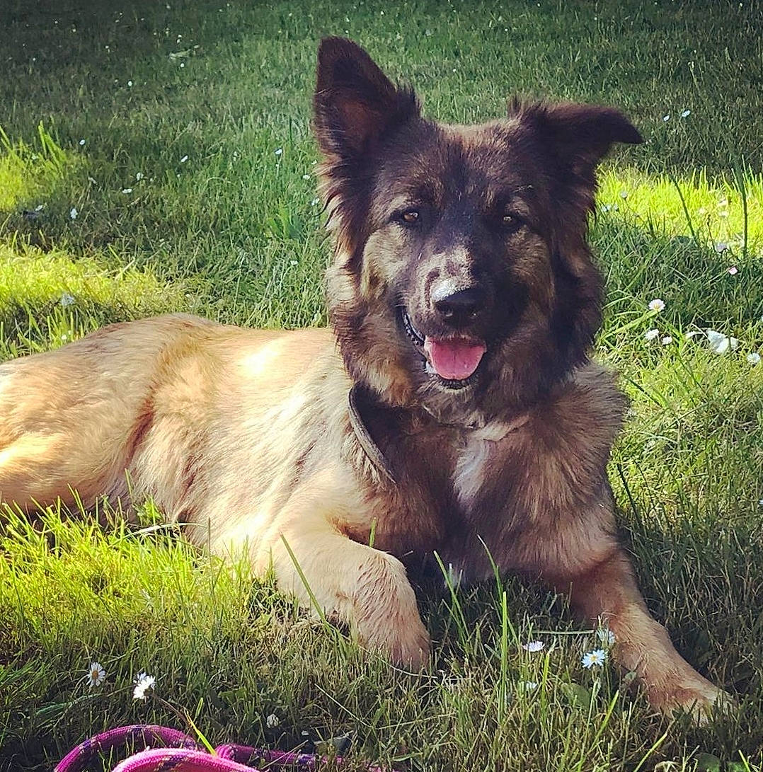 Jana participe au concours pour gagner de l'argent avec cette photo : ancient_dog_breeds, canidae, carnivore, companion_dog, dog, dog_breed, event, fawn, german_shepherd_dog, giant_dog_breed, grass, guard_dog, herding_dog, plant, snout, sporting_group, terrestrial_animal, working_animal, working_dog