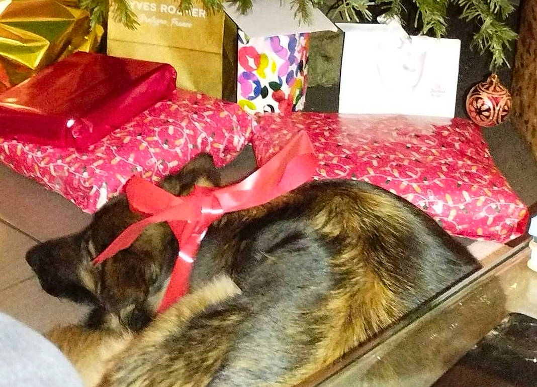 Jana a rejoint le concours — aidez-le/la à gagner de superbes lots ! canidae, carnivore, comfort, companion_dog, decoration, dog, dog_breed, event, fawn, felidae, fur, gift_wrapping, linens, living_room, magenta, room, small_to_medium_sized_cats, sporting_group, textile, working_animal