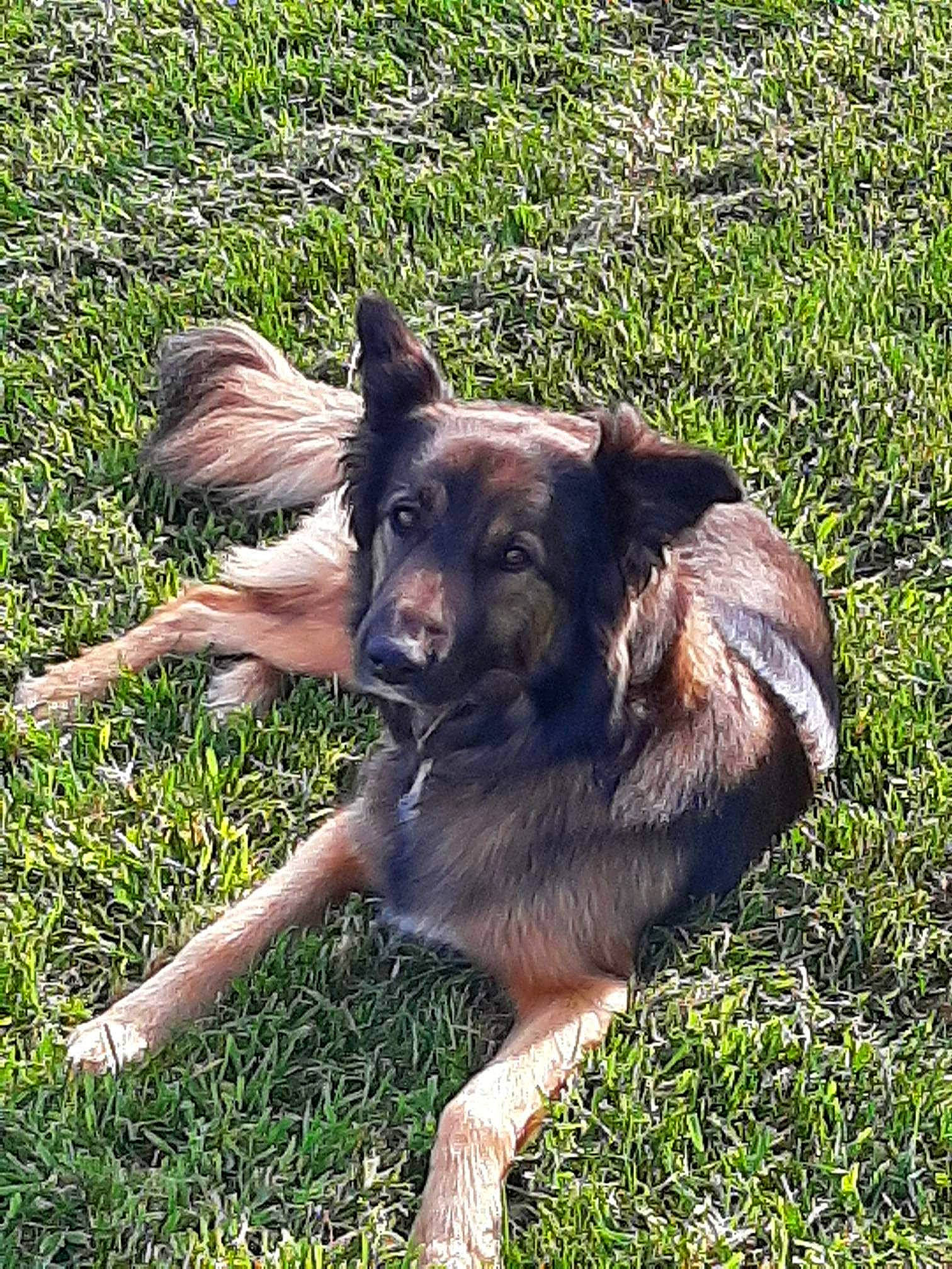 Jana participe au concours pour gagner de l'argent avec cette photo : belgian_shepherd_malinois, canidae, carnivore, companion_dog, dog, dog_breed, dog_collar, east_european_shepherd, fur, german_shepherd_dog, grass, groundcover, herbaceous_plant, herding_dog, liver, old_german_shepherd_dog, plant, sporting_group, working_animal, working_dog