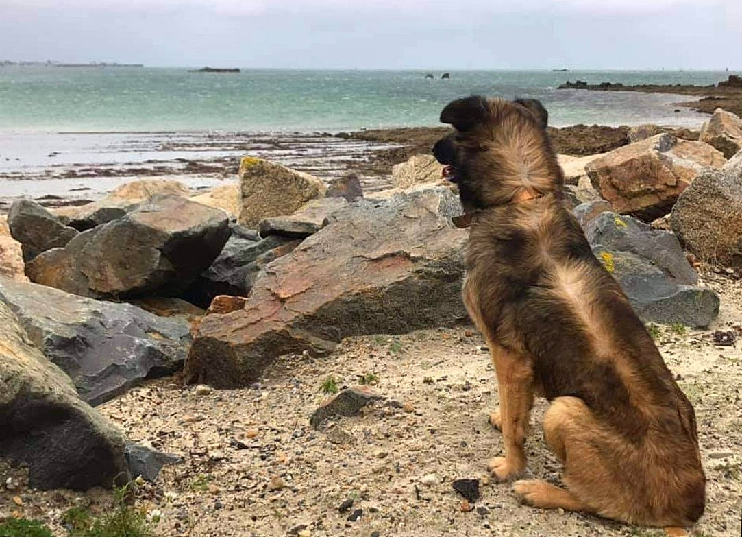 Jana participe au concours pour gagner de l'argent avec cette photo : beach, carnivore, coast, dog, dog_breed, fawn, horizon, landscape, ocean, rock, sand, sculpture, shore, sky, tail, terrestrial_animal, water, wind_wave, wood, working_animal