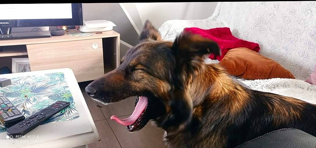 Jana participe au concours pour gagner de l'argent avec cette photo : carnivore, collar, companion_dog, computer_keyboard, dog, dog_breed, dog_collar, drawer, fawn, flooring, fur, german_shepherd_dog, home_appliance, liver, peripheral, snout, sporting_group, television, whiskers, working_dog