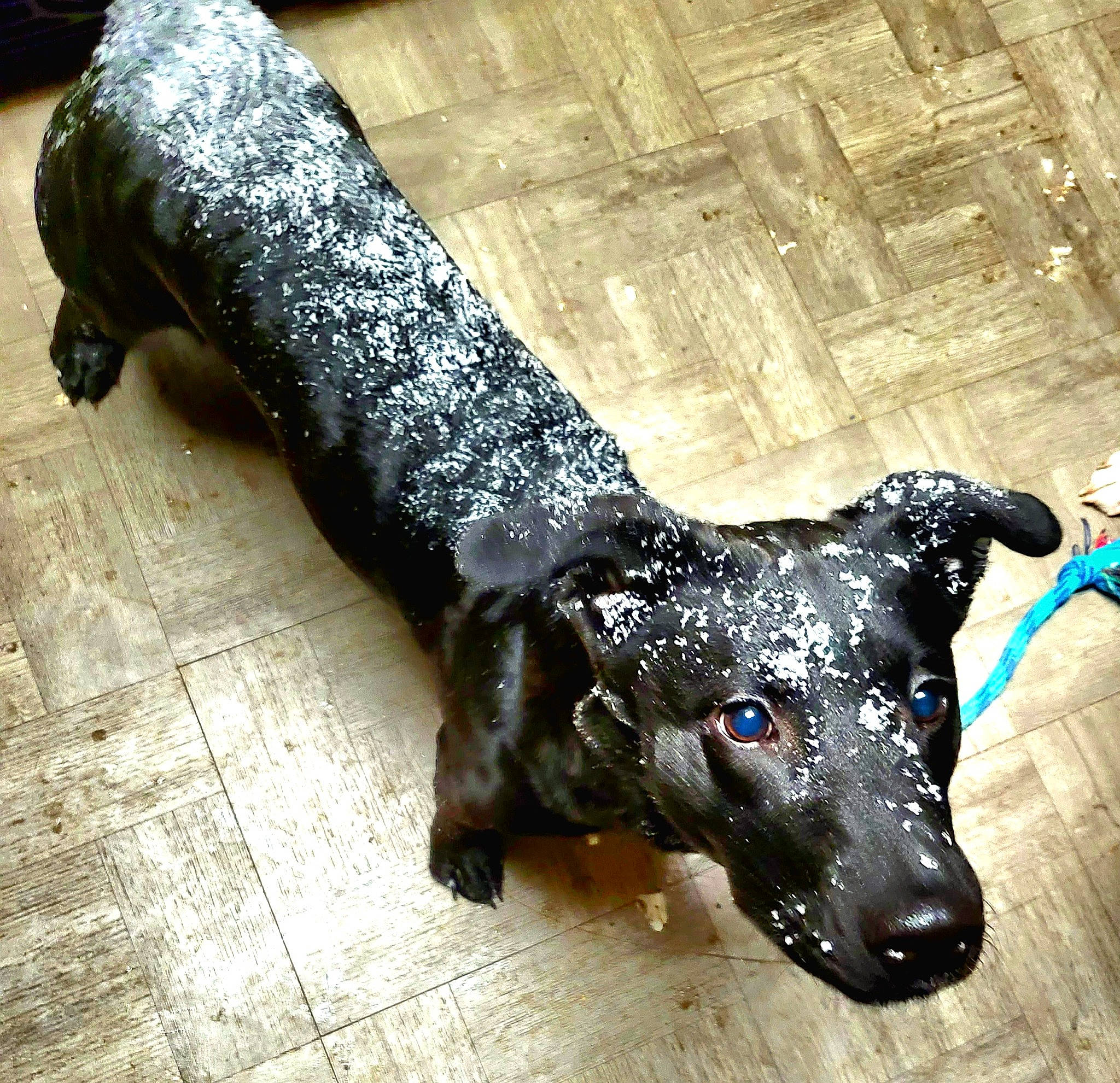 Alli is registered to the contest to win money with this photo: art, canidae, carnivore, companion_dog, dog, dog_breed, flooring, foot, leg, metal, sculpture, snout, sporting_group, statue, tail, terrestrial_animal, toy, whiskers, wood, working_animal