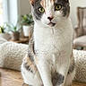 Penny is registered to the contest to win money with this photo: animal, blurred_background, calico_cat, cat, cozy, cushioned_chair, domestic, ears, feline, fur, green_eyes, indoor, pet, plant, portrait, sitting, tail, whiskers, wood, wooden_bench