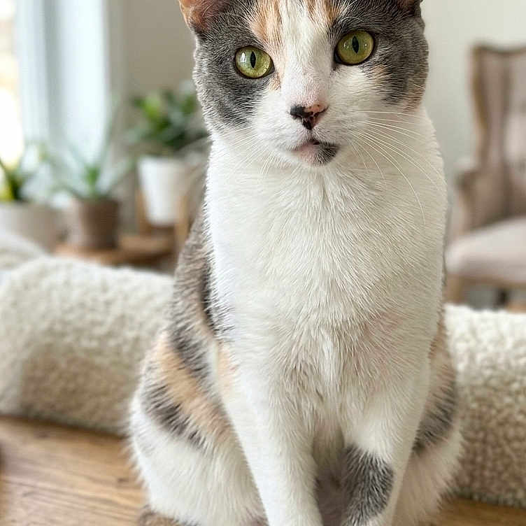 Penny