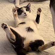 Penny is registered to the contest to win money with this photo: animal, bed, cat, cute, domestic_cat, ears, feline, fur, indoor, multiple_cats, paw, pet, playful, relaxed, resting, surprised, tabby, tail, whiskers, white_bedspread