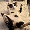 animal, bed, cat, cute, domestic_cat, ears, feline, fur, indoor, multiple_cats, paw, pet, playful, relaxed, resting, surprised, tabby, tail, whiskers, white_bedspread