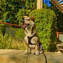 animal, blue_sky, blurred_background, canine, concrete, daylight, dog, ears, garden, greenery, happy, harness, leash, nature, outdoor, pet, portrait, sitting, sunlight, tongue
