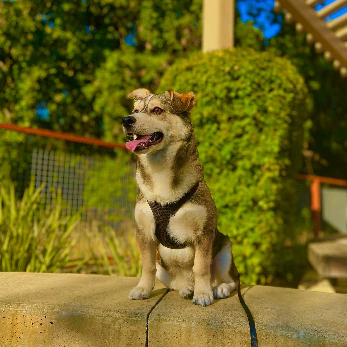 Koda is registered to the contest to win money with this photo: animal, blue_sky, blurred_background, canine, concrete, daylight, dog, ears, garden, greenery, happy, harness, leash, nature, outdoor, pet, portrait, sitting, sunlight, tongue