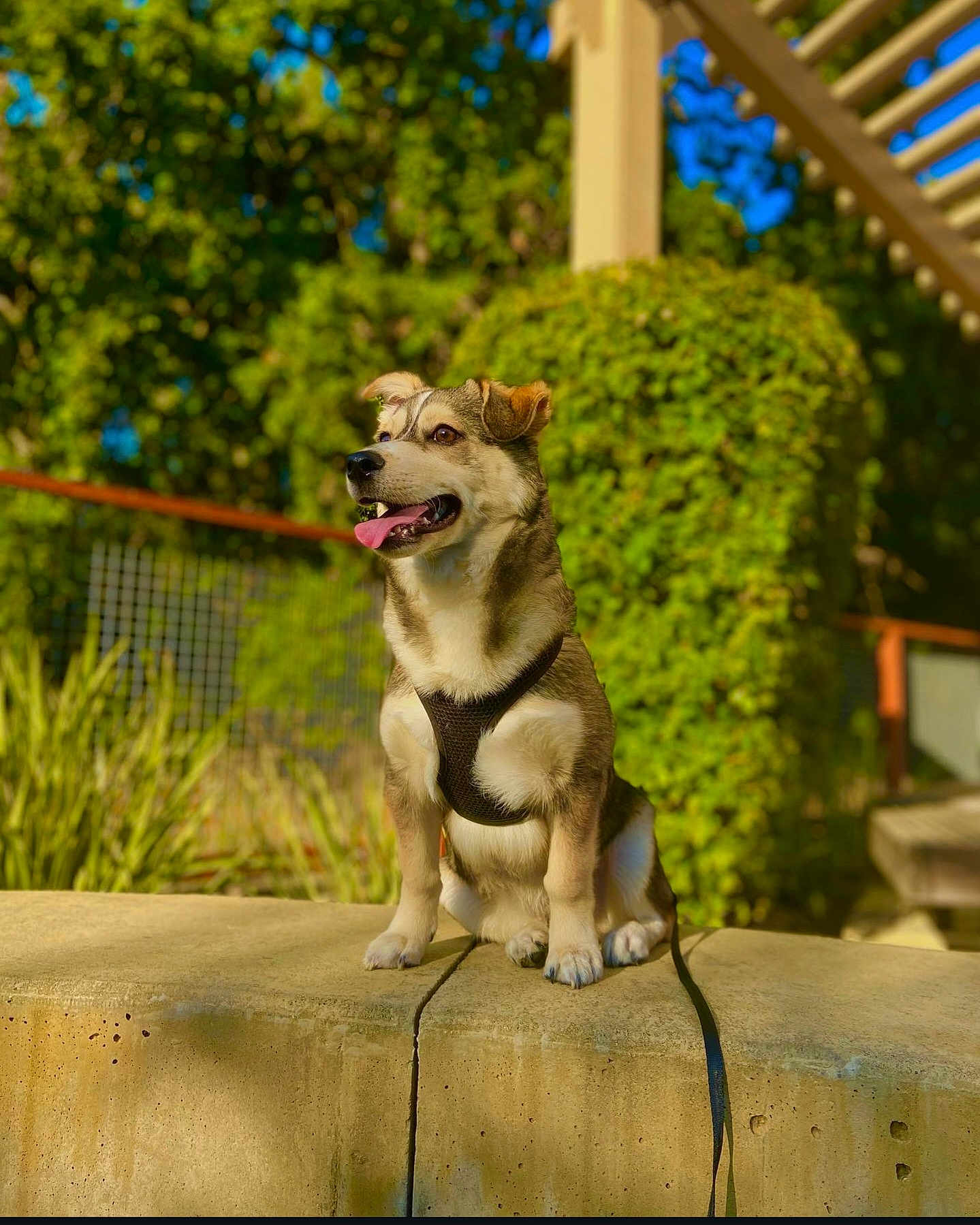Koda