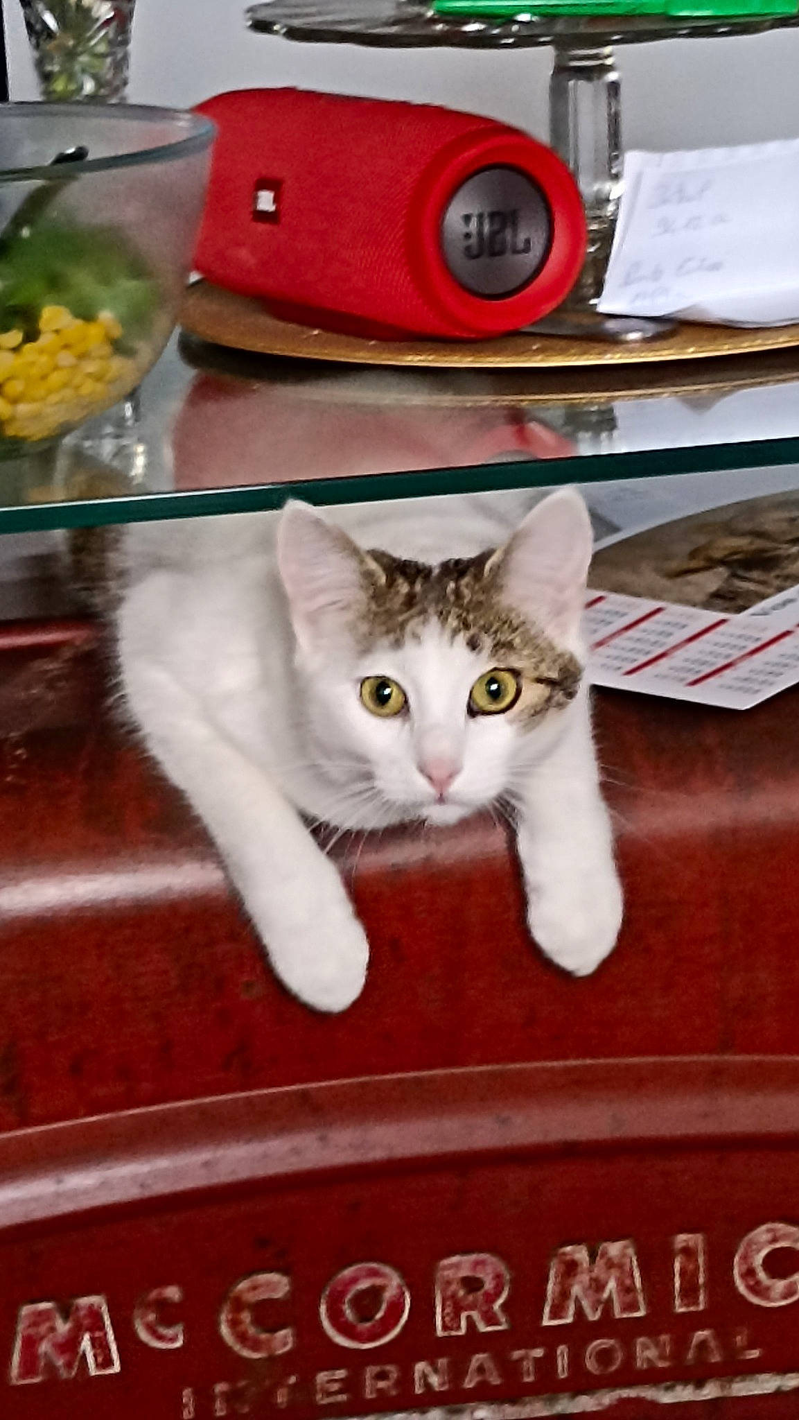 Romy participe au concours pour gagner de l'argent avec cette photo : box, carnivore, cat, domestic_short_haired_cat, felidae, font, food, fur, kitchen_appliance, metal, paw, photo_caption, recipe, rectangle, small_to_medium_sized_cats, tableware, tail, whiskers
