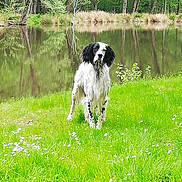 Paco a rejoint le concours — aidez-le/la à gagner de superbes lots ! dog, black_and_white, grass, pond, water, trees, reflection, nature, outdoor, animal, greenery, flora, spring, canine, park, field, leaf, quiet, daytime, muzzle