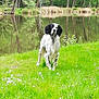 dog, black_and_white, grass, pond, water, trees, reflection, nature, outdoor, animal, greenery, flora, spring, canine, park, field, leaf, quiet, daytime, muzzle