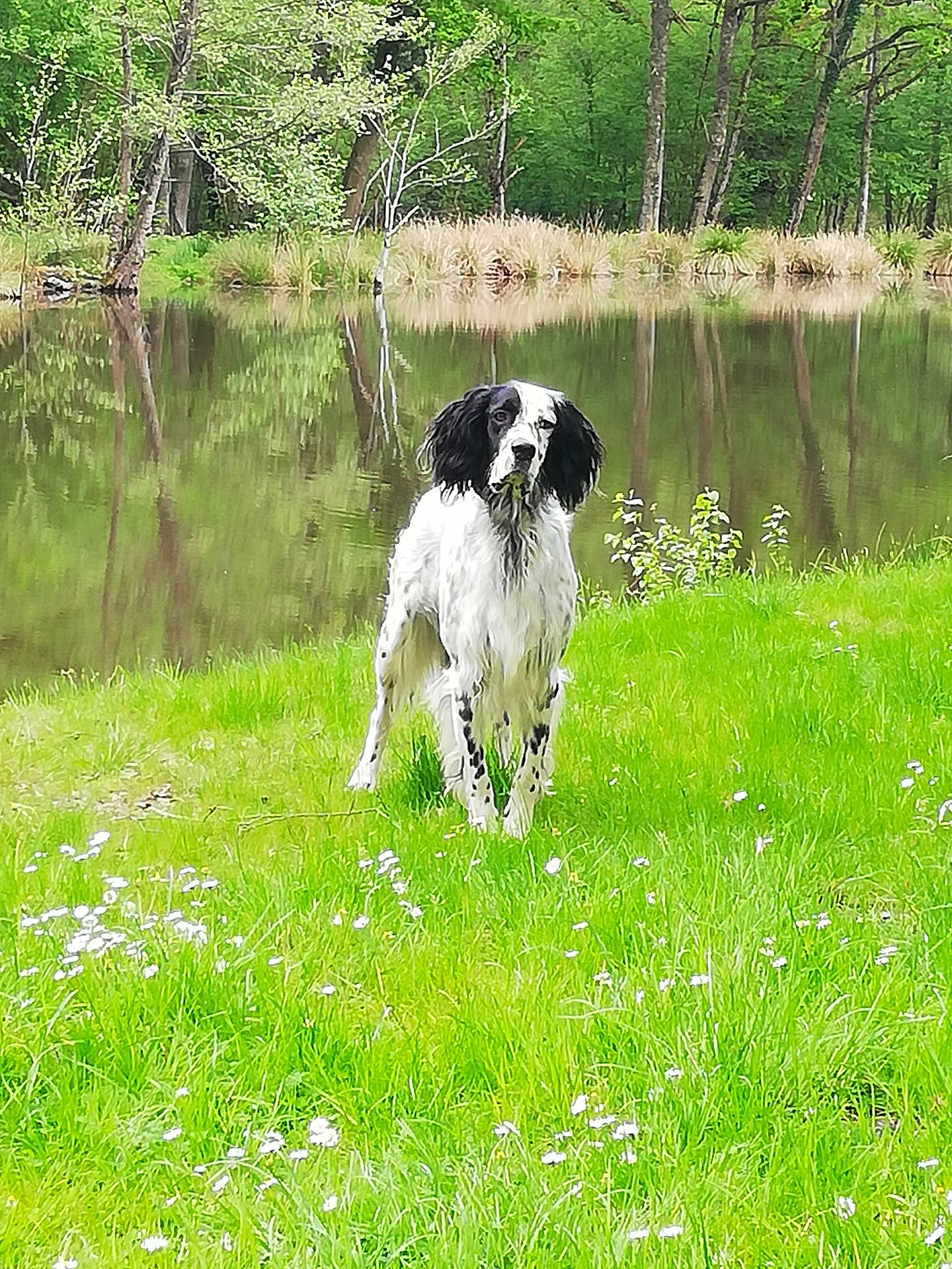 Paco a rejoint le concours — aidez-le/la à gagner de superbes lots ! dog, black_and_white, grass, pond, water, trees, reflection, nature, outdoor, animal, greenery, flora, spring, canine, park, field, leaf, quiet, daytime, muzzle