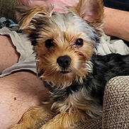 Claire Bear joined the competition — help win amazing prizes! dog, small_dog, pet, fur, ears, eyes, couch, texture, person, arm, leg, close_up, indoor, cute, companion, animal, relaxed, curious, brown_fur, black_fur