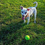 Franky is registered to the contest to win money with this photo: dog, grass, tennis_ball, outdoor, pet, playful, animal, canine, sunlight, summer, tongue_out, bandana, green, nature, happy, small_dog, fur, field, daylight, cute