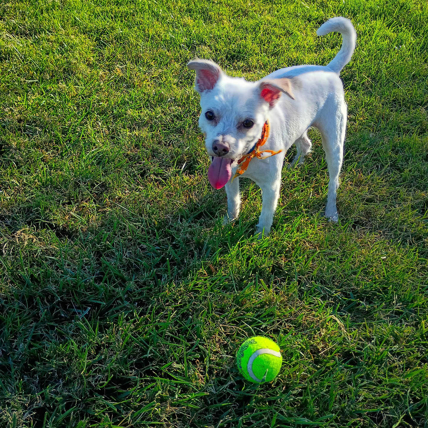 Franky is registered to the contest to win money with this photo: animal, bandana, canine, cute, daylight, dog, field, fur, grass, green, happy, nature, outdoor, pet, playful, small_dog, summer, sunlight, tennis_ball, tongue_out