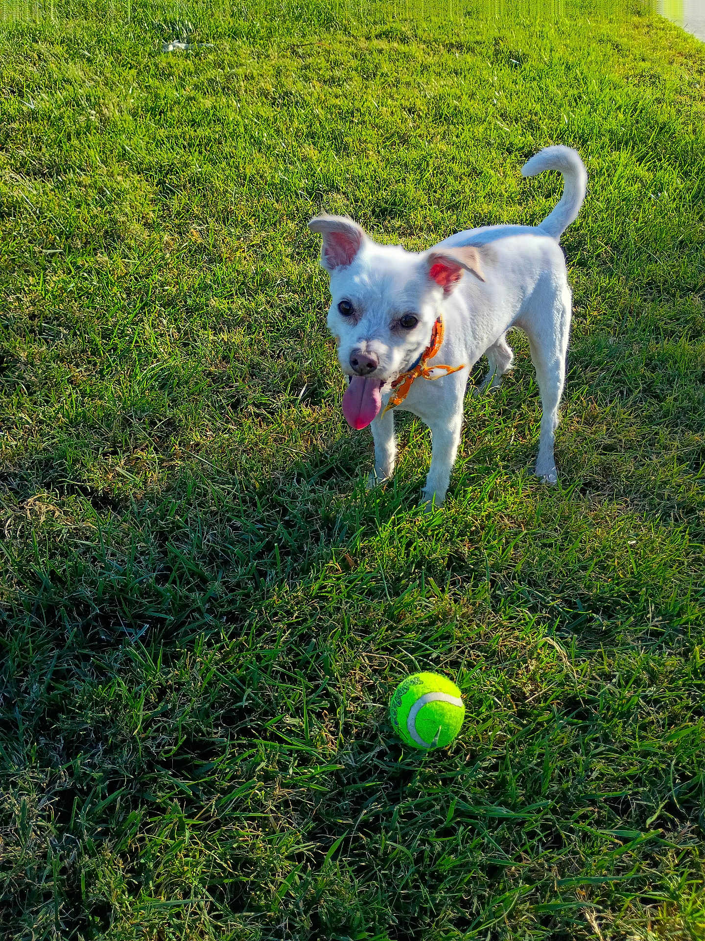 Franky is registered to the contest to win money with this photo: dog, grass, tennis_ball, outdoor, pet, playful, animal, canine, sunlight, summer, tongue_out, bandana, green, nature, happy, small_dog, fur, field, daylight, cute