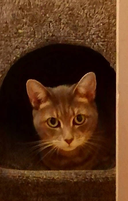 Chloe joined the competition — help win amazing prizes! abyssinian, arabian_mau, asian, bengal, carnivore, cat, chausie, domestic_short_haired_cat, european_shorthair, fawn, felidae, kitten, ocicat, small_to_medium_sized_cats, somali, tabby_cat, whiskers