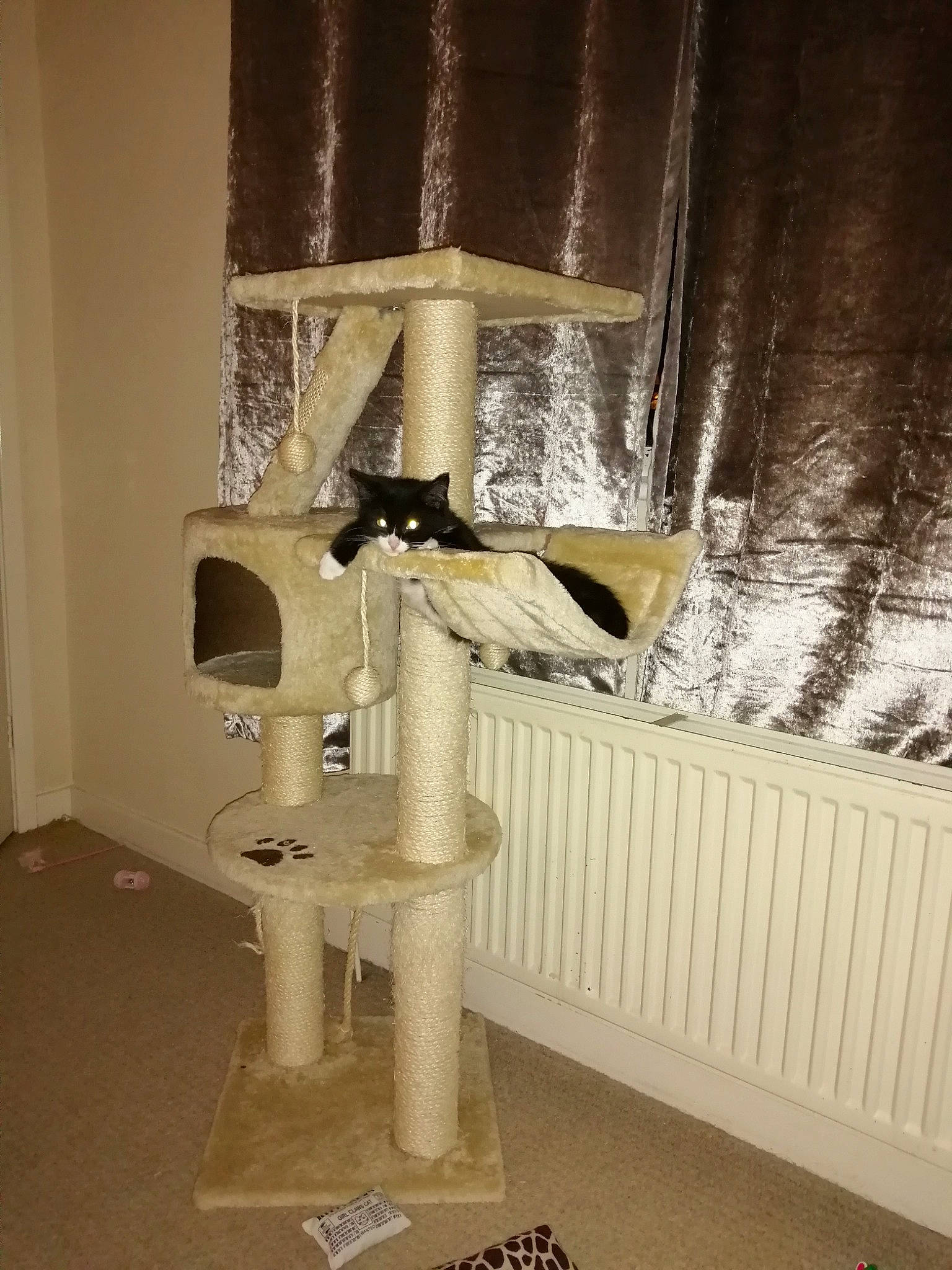 Teddy joined the competition — help win amazing prizes! room