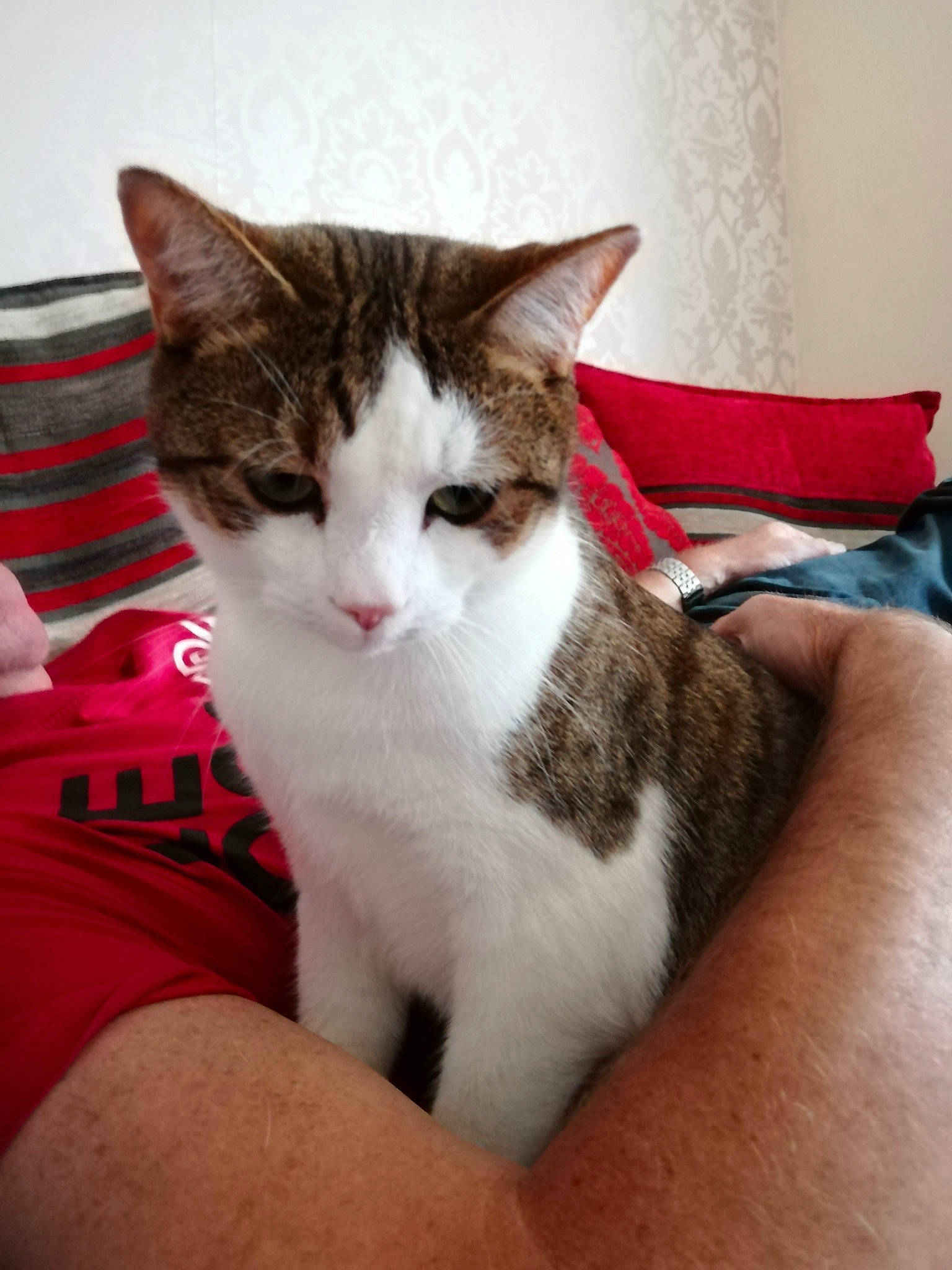 Toby joined the competition — help win amazing prizes! aegean_cat, american_wirehair, carnivore, cat, domestic_short_haired_cat, european_shorthair, felidae, kitten, leg, small_to_medium_sized_cats, tabby_cat, whiskers