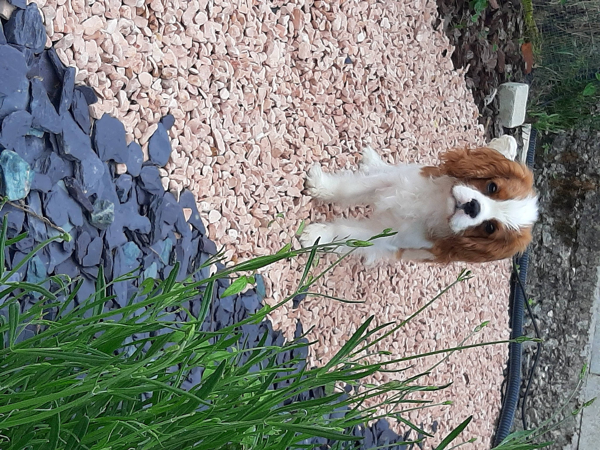 Snoopy a rejoint le concours — aidez-le/la à gagner de superbes lots ! art, carnivore, companion_dog, dog_breed, fawn, felidae, flowering_plant, fur, grass, groundcover, plant, red_panda, shadow, small_to_medium_sized_cats, tail, terrestrial_animal, tree, twig, whiskers, wood