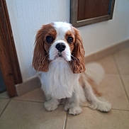 Snoopy participe au concours pour gagner de l'argent avec cette photo : dog, cavalier_king_charles_spaniel, pet, indoor, floor, tile, brown, white, fur, cute, animal, portrait, looking_up, ears, nose, eyes, sitting, domestic, companion, canine
