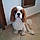 Snoopy