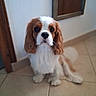 dog, cavalier_king_charles_spaniel, pet, indoor, floor, tile, brown, white, fur, cute, animal, portrait, looking_up, ears, nose, eyes, sitting, domestic, companion, canine