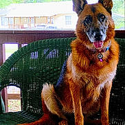 Tilly joined the competition — help win amazing prizes! animal, bench, canine, collar, daylight, dog, domestic, ears, friendly, fur, german_shepherd, green, house, nature, outdoor, pet, porch, sitting, tongue, trees