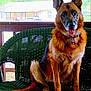 animal, bench, canine, collar, daylight, dog, domestic, ears, friendly, fur, german_shepherd, green, house, nature, outdoor, pet, porch, sitting, tongue, trees