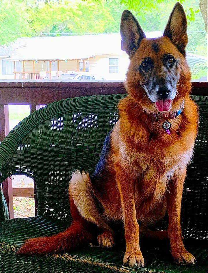 Tilly joined the competition — help win amazing prizes! animal, bench, canine, collar, daylight, dog, domestic, ears, friendly, fur, german_shepherd, green, house, nature, outdoor, pet, porch, sitting, tongue, trees