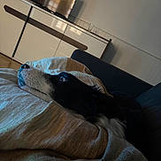 Alpine a rejoint le concours — aidez-le/la à gagner de superbes lots ! animal, black_and_white, blanket, cabinet, comfort, couch, cozy, dog, fur, furniture, home, indoor, living_room, pet, relaxation, resting, side_view, soft_lighting, striped, television