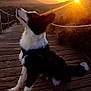 Alpine a rejoint le concours — aidez-le/la à gagner de superbes lots ! dog, sunset, mountains, wooden_bridge, outdoor, nature, animal, scenic, golden_hour, black_and_white, pet, canine, sky, grass, sun, landscape, walking_path, fence, evening, peaceful