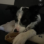 Alpine participe au concours pour gagner de l'argent avec cette photo : dog, black_and_white, couch, plush_toy, pet, indoors, paw, resting, fur, animal, companion, cute, laying_down, home, canine, relaxed, toy, sleepy, domestic, friend