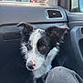 Angel participe au concours pour gagner de l'argent avec cette photo : dog, border_collie, puppy, car_interior, dashboard, car_seat, window, ear, fur, black_and_white, pet, animal, canine, nose, eye, close_up, seat_belt, road_sign, traffic_light, leash