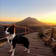 Angel a rejoint le concours — aidez-le/la à gagner de superbes lots ! dog, black_and_white, wooden_walkway, mountain, sunset, outdoor, nature, sky, fence, happy, pet, canine, landscape, trail, adventure, scenic, animal, walking_path, sunlight, hill