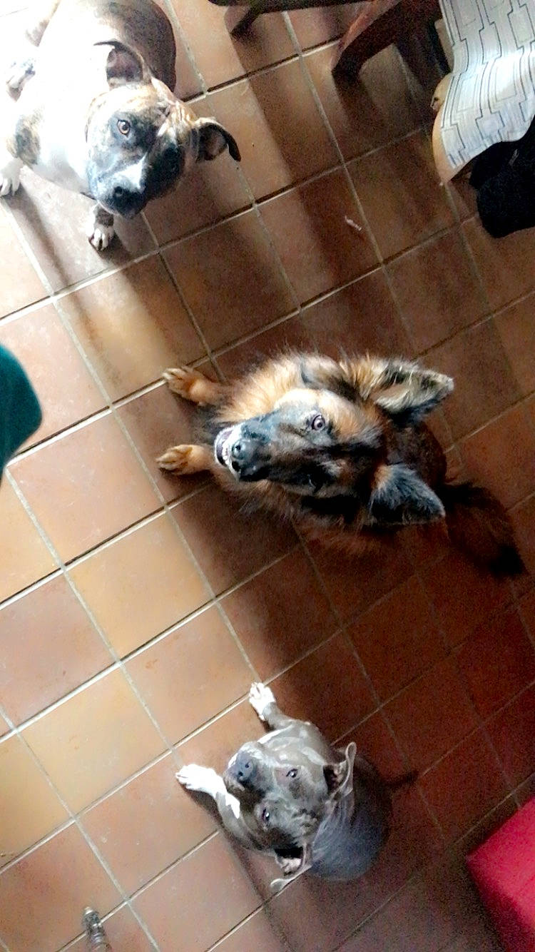 Seïa Prada Rose participe au concours pour gagner de l'argent avec cette photo : canidae, carnivore, companion_dog, dog, dog_breed, fawn, felidae, floor, flooring, fur, gas, hardwood, pet_supply, small_to_medium_sized_cats, snout, sporting_group, tail, tile, wood, working_animal