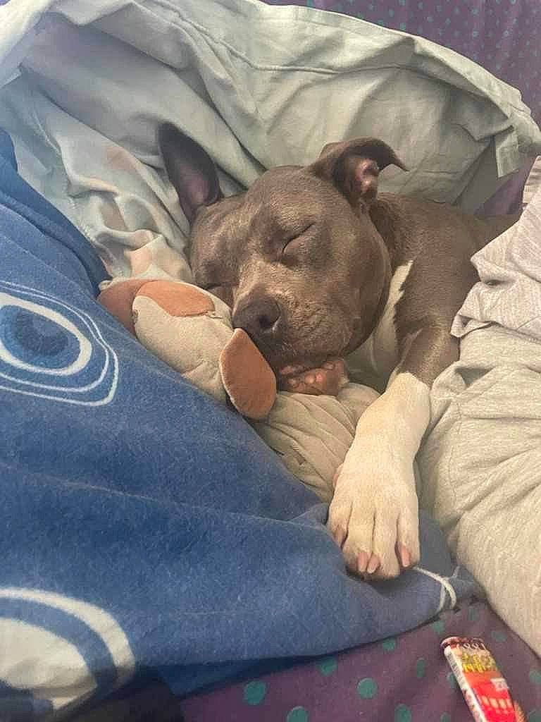 Rose a rejoint le concours — aidez-le/la à gagner de superbes lots ! bed, bed_sheet, bedding, bedtime, blanket, canidae, carnivore, comfort, companion_dog, dog, dog_breed, fawn, grey, linens, nap, room, snout, sporting_group, toy_dog, wrinkle