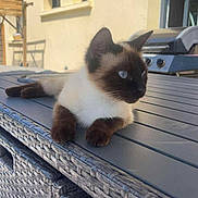 Crystal participe au concours pour gagner de l'argent avec cette photo : cat, siamese_cat, outdoor, table, woven_furniture, grill, sunlight, backyard, pet, animal, resting, feline, blue_eyes, fur, domestic_cat, relaxed, summer, daylight, window, house