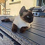 cat, siamese_cat, outdoor, table, woven_furniture, grill, sunlight, backyard, pet, animal, resting, feline, blue_eyes, fur, domestic_cat, relaxed, summer, daylight, window, house