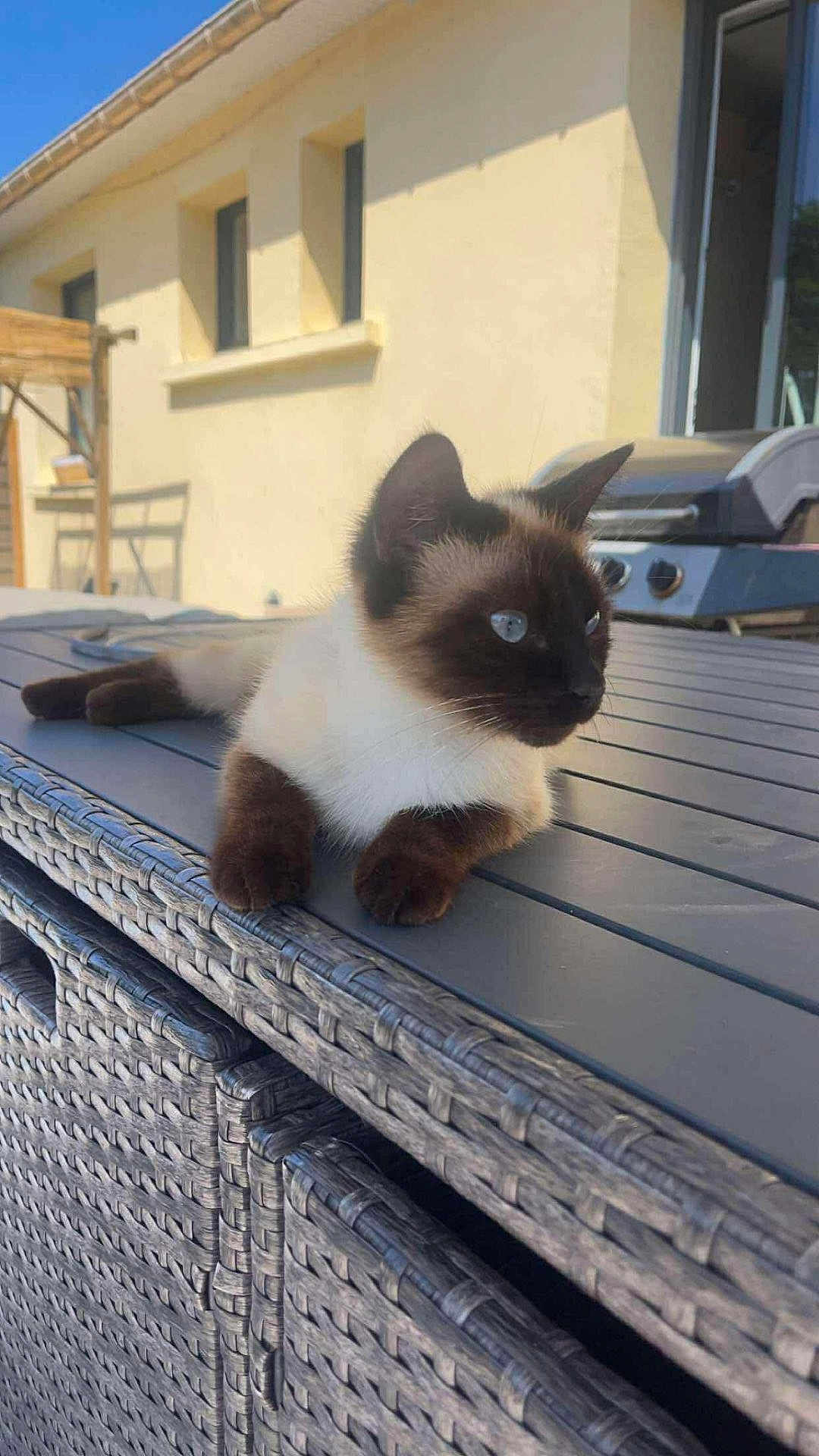Crystal participe au concours pour gagner de l'argent avec cette photo : cat, siamese_cat, outdoor, table, woven_furniture, grill, sunlight, backyard, pet, animal, resting, feline, blue_eyes, fur, domestic_cat, relaxed, summer, daylight, window, house